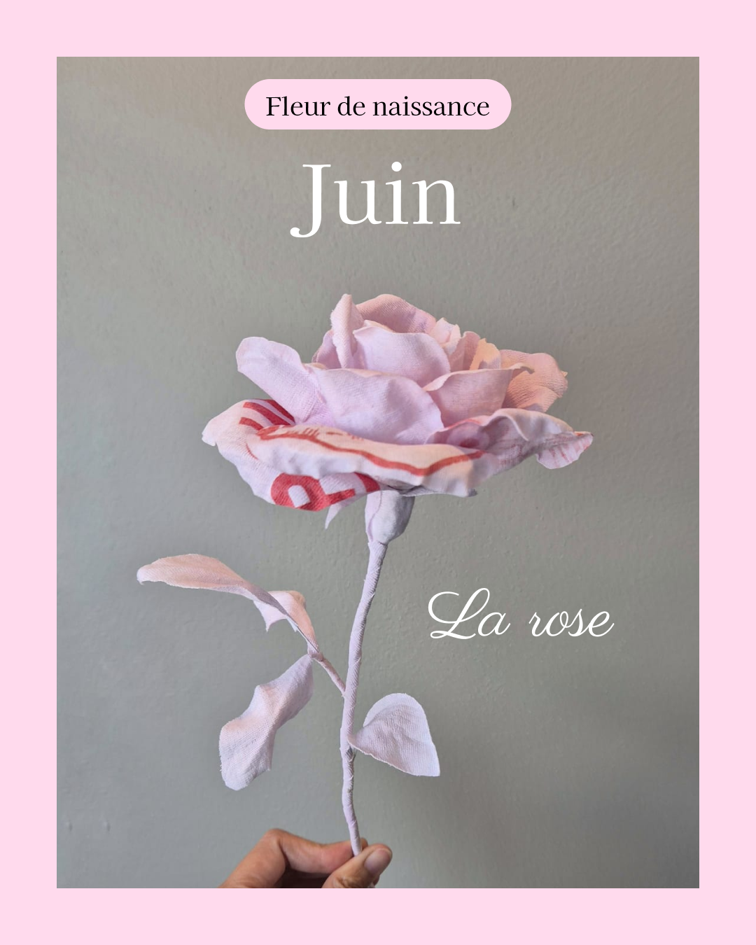 fleur de naissance du mois de juin à partir de vêtement type -shirt pour en faire une rose