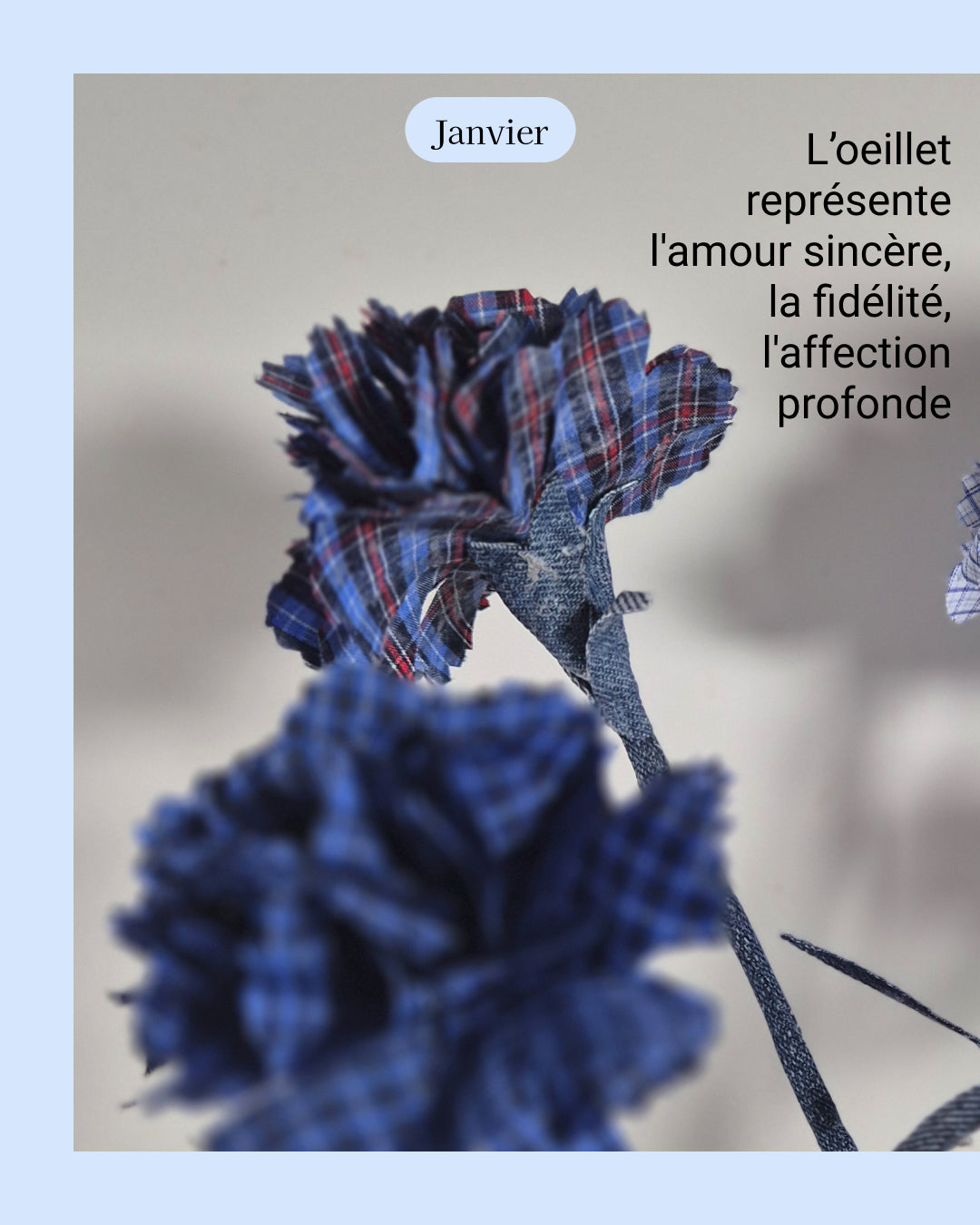 Oeillet - fleur de naissance de Janvier