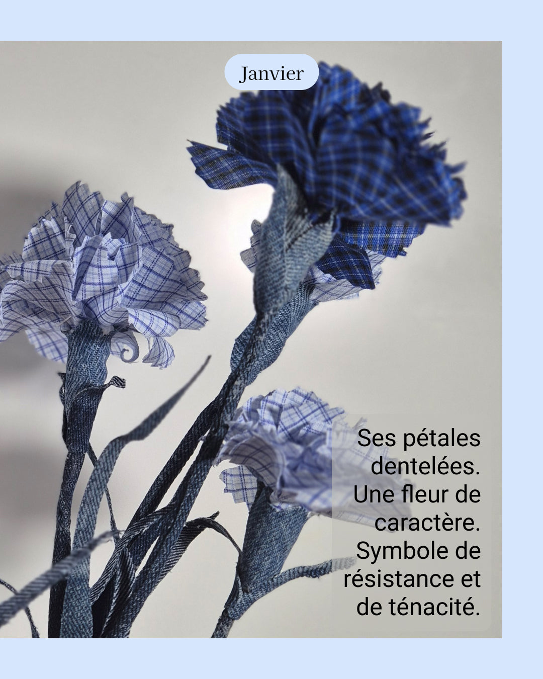 Oeillet - fleur de naissance de Janvier