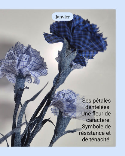 Oeillet - fleur de naissance de Janvier