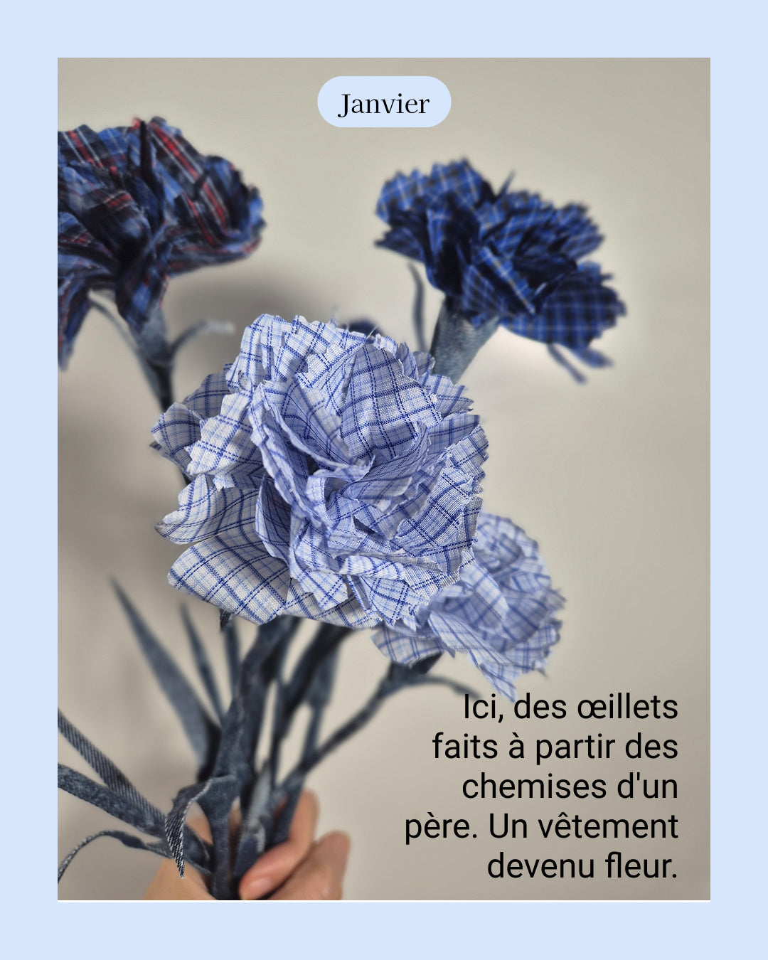 Oeillet - fleur de naissance de Janvier