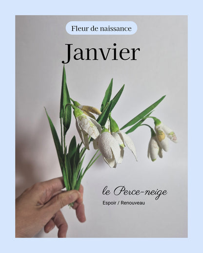 Perce-neige - fleur de naissance de Janvier