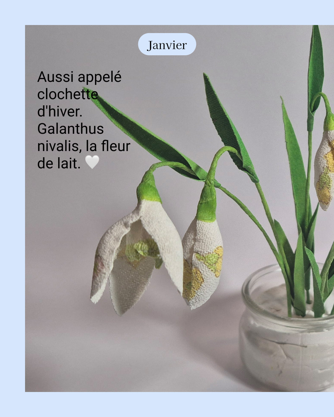 Perce-neige - fleur de naissance de Janvier