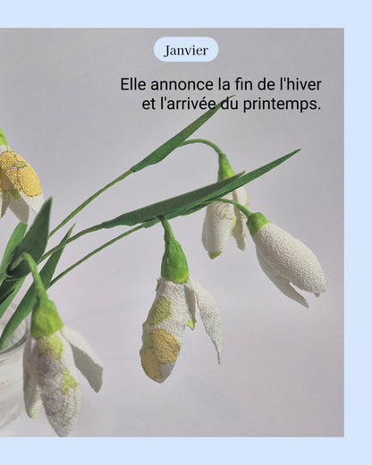 Perce-neige - fleur de naissance de Janvier