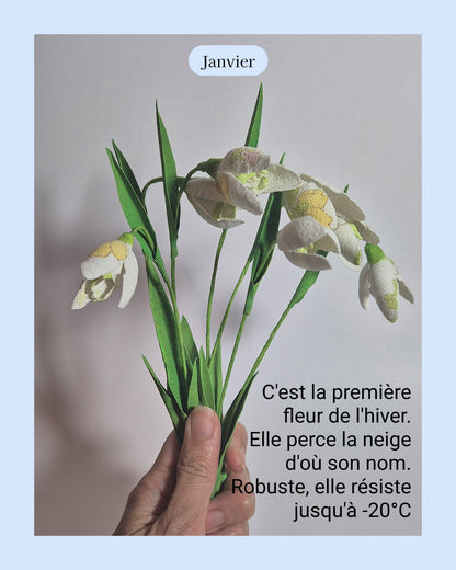 Perce-neige - fleur de naissance de Janvier