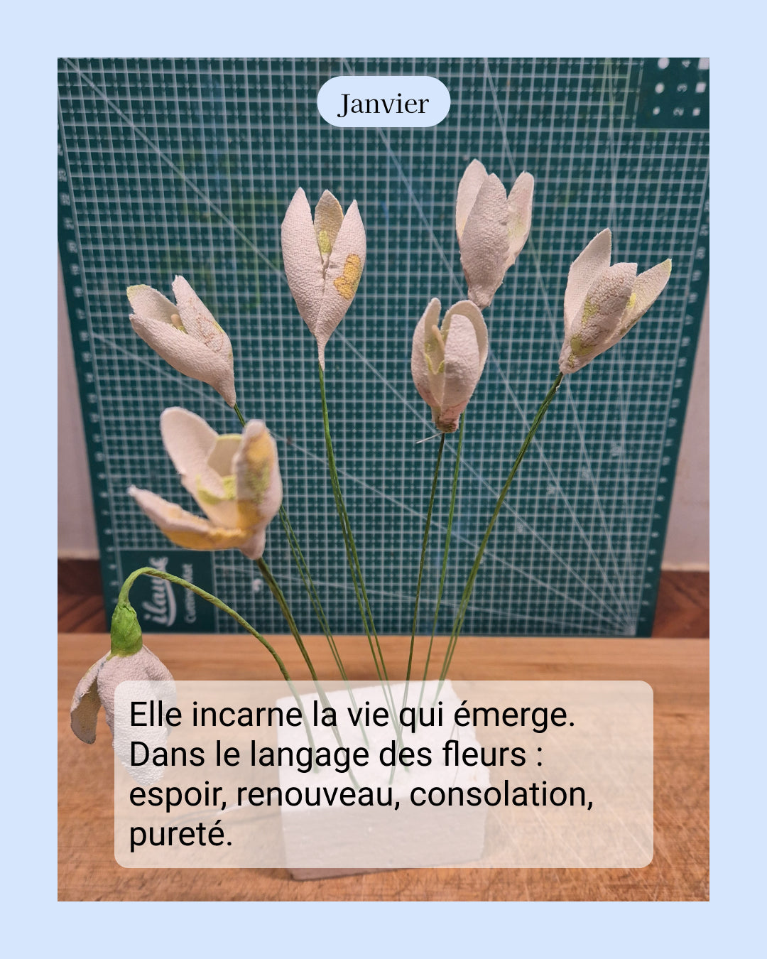 Perce-neige - fleur de naissance de Janvier