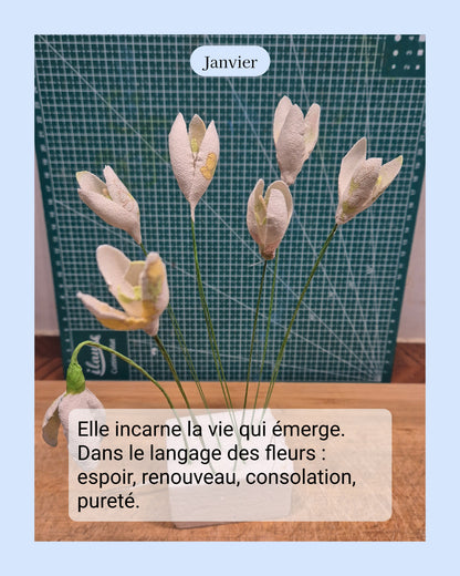 Perce-neige - fleur de naissance de Janvier