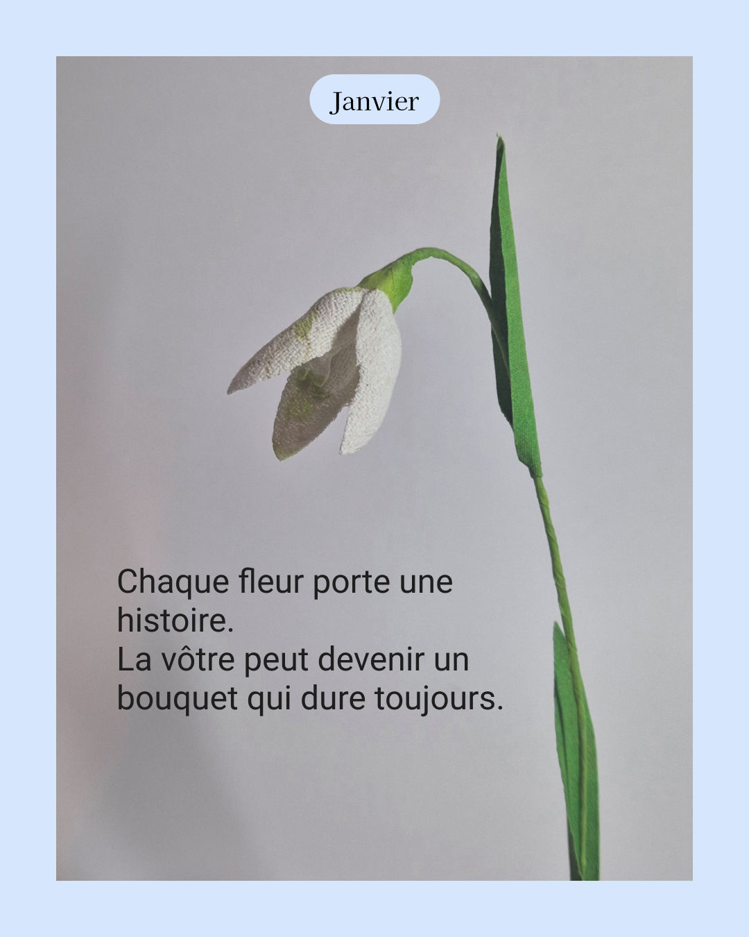 Perce-neige - fleur de naissance de Janvier