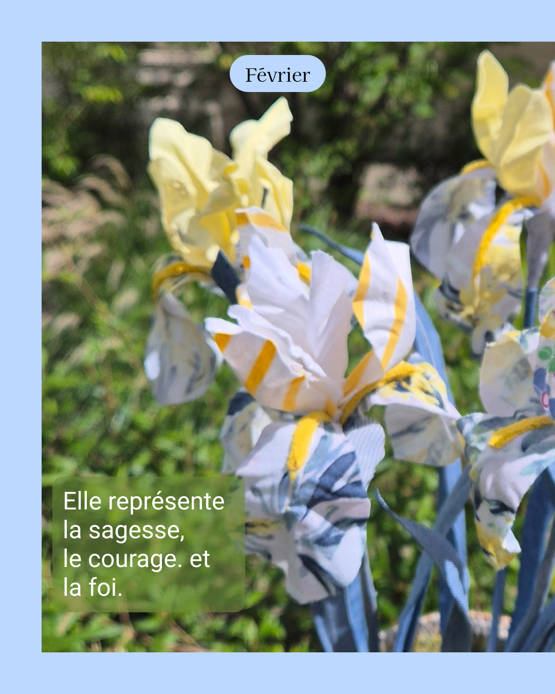 Iris - fleur de naissance de Février