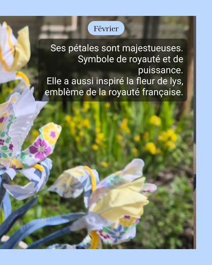 Iris - fleur de naissance de Février