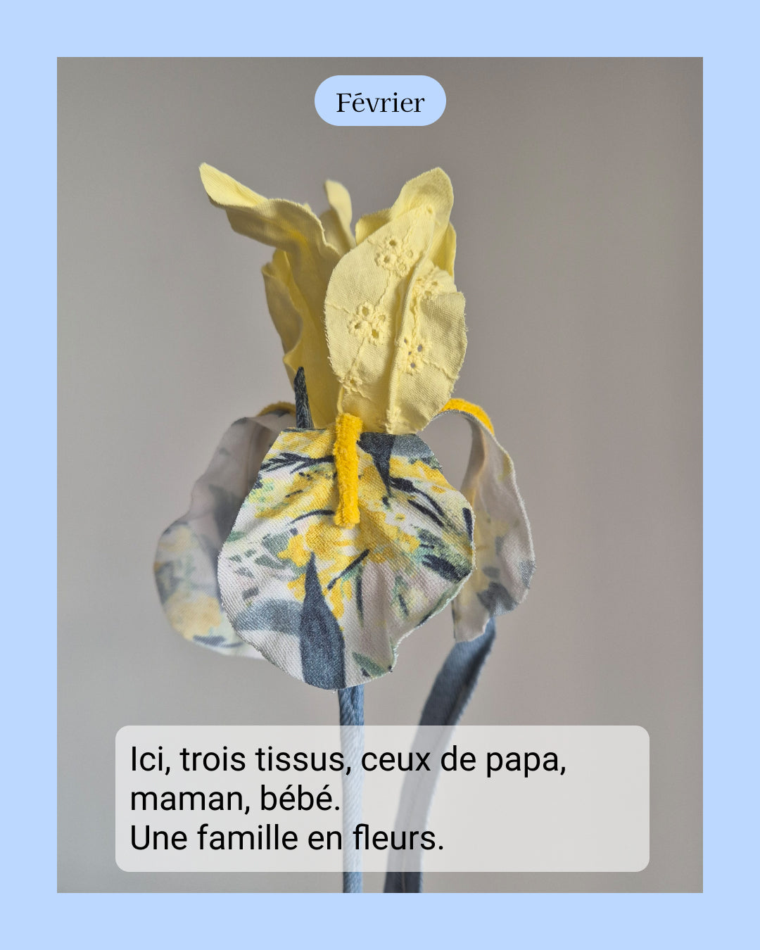 Iris - fleur de naissance de Février