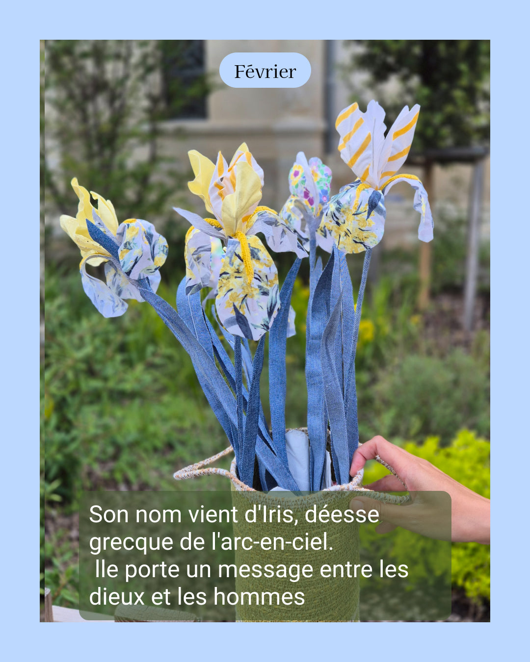 Iris - fleur de naissance de Février