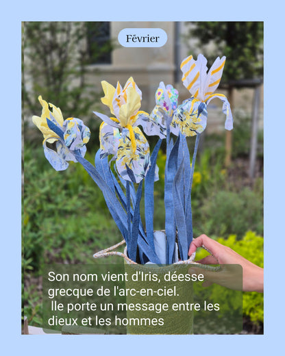 Iris - fleur de naissance de Février