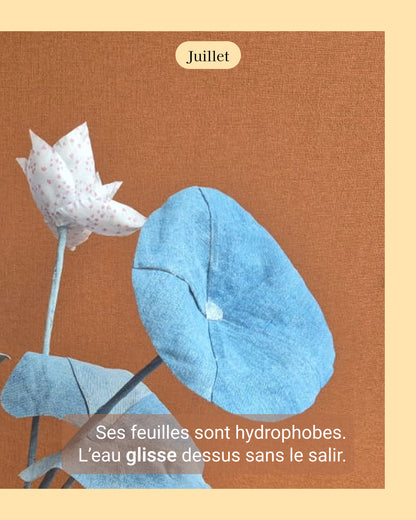 Lotus - fleur de naissance de Juillet