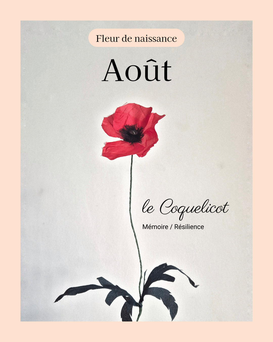 Coquelicot - fleur de naissance d'Août