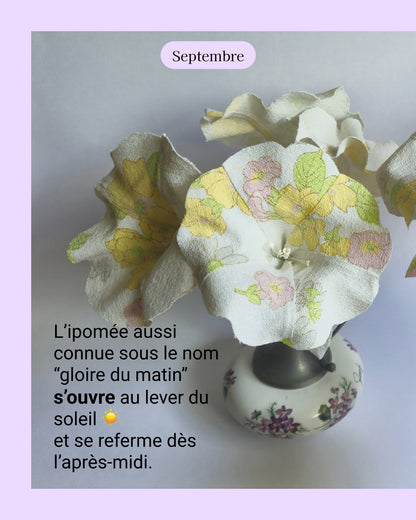 Ipomée - fleur de naissance de Septembre