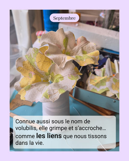 Ipomée - fleur de naissance de Septembre