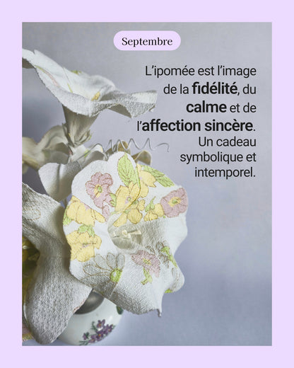 Ipomée - fleur de naissance de Septembre