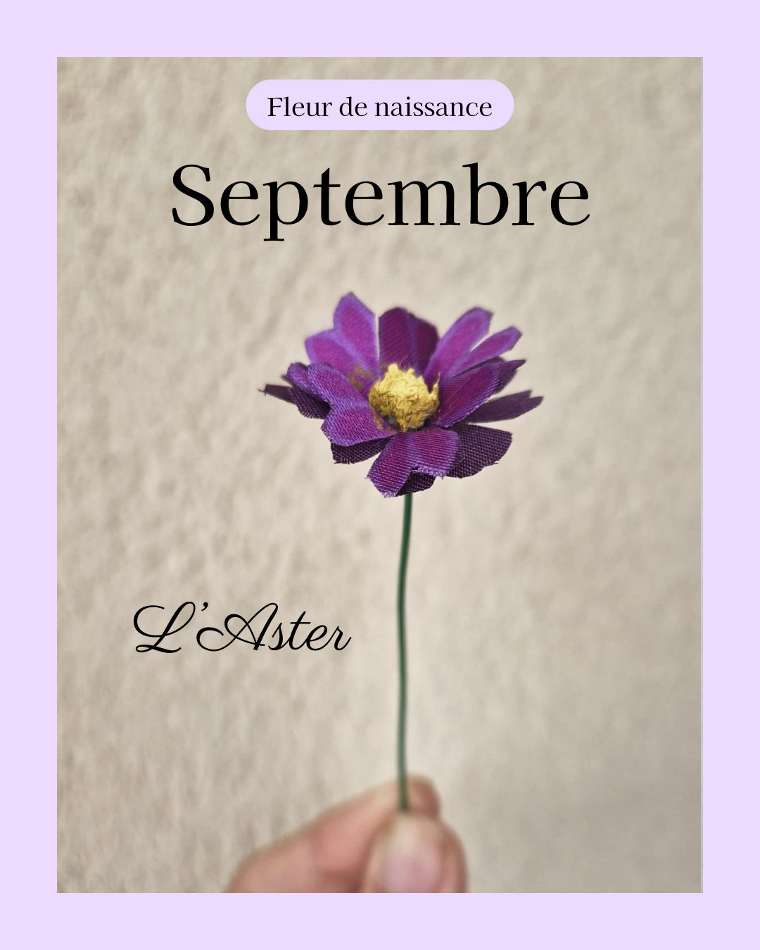 Aster - fleur de naissance de Septembre