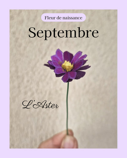 Aster - fleur de naissance de Septembre