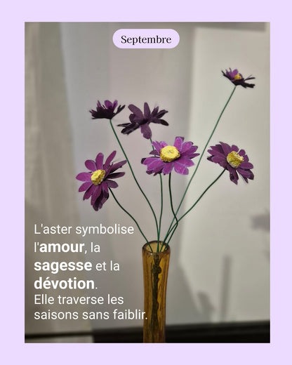 Aster - fleur de naissance de Septembre