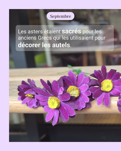 Aster - fleur de naissance de Septembre