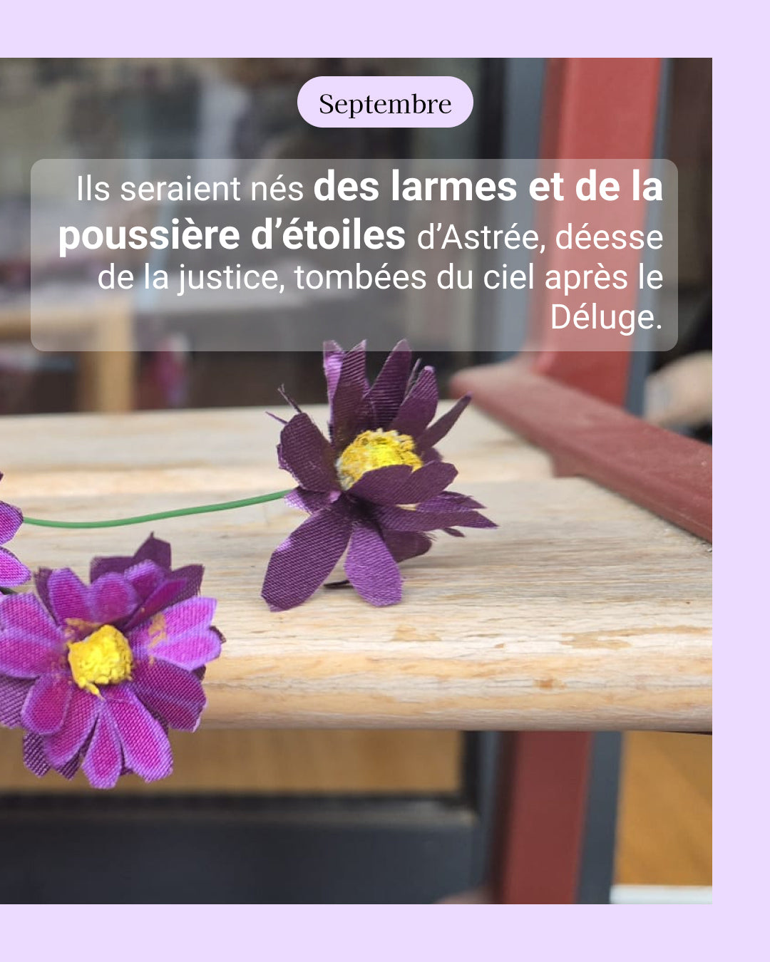 Aster - fleur de naissance de Septembre