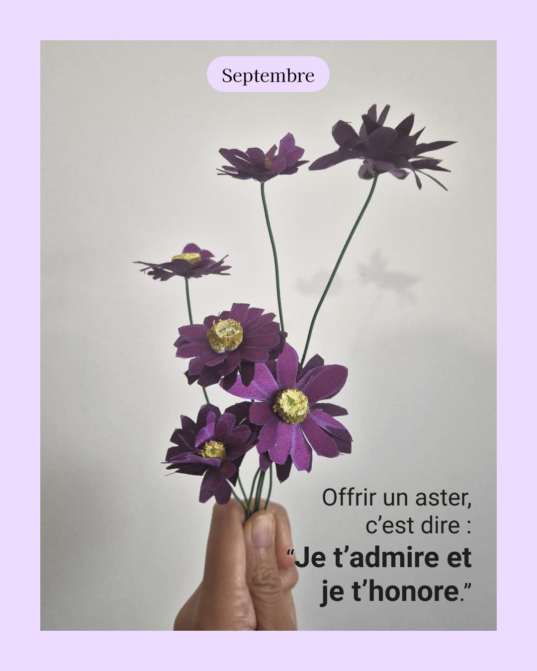 Aster - fleur de naissance de Septembre