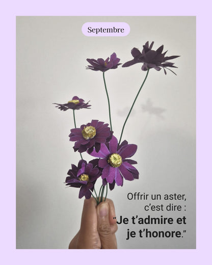 Aster - fleur de naissance de Septembre