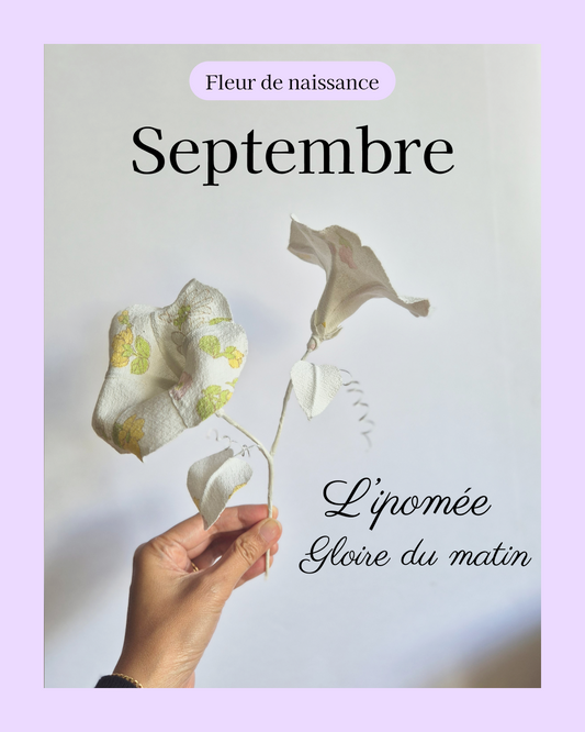Ipomée - fleur de naissance de Septembre
