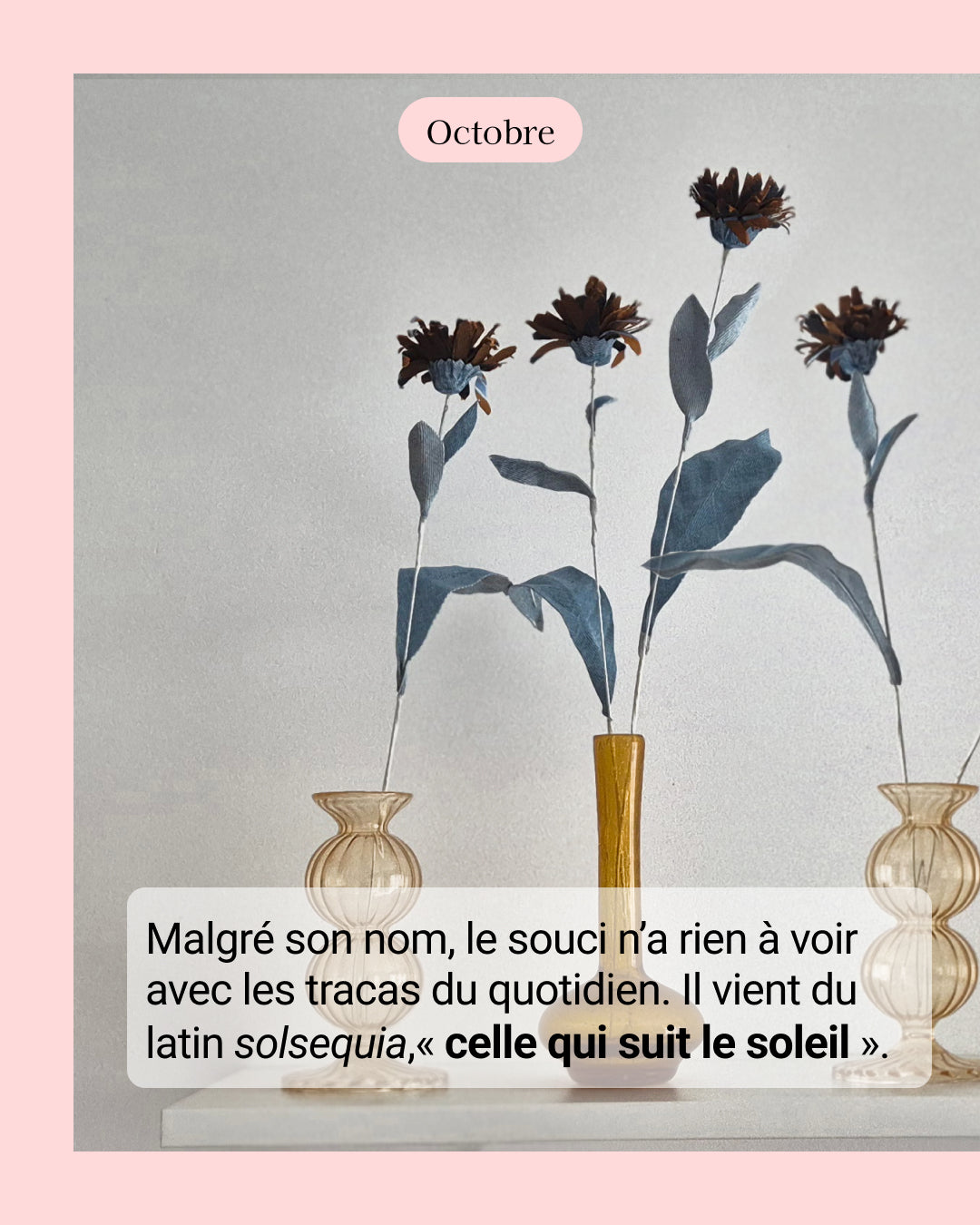 Chrisanthème - fleur de naissance d'Octobre