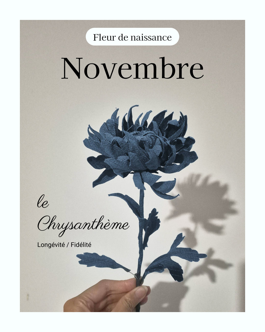 Chrisanthème - fleur de naissance de Novembre