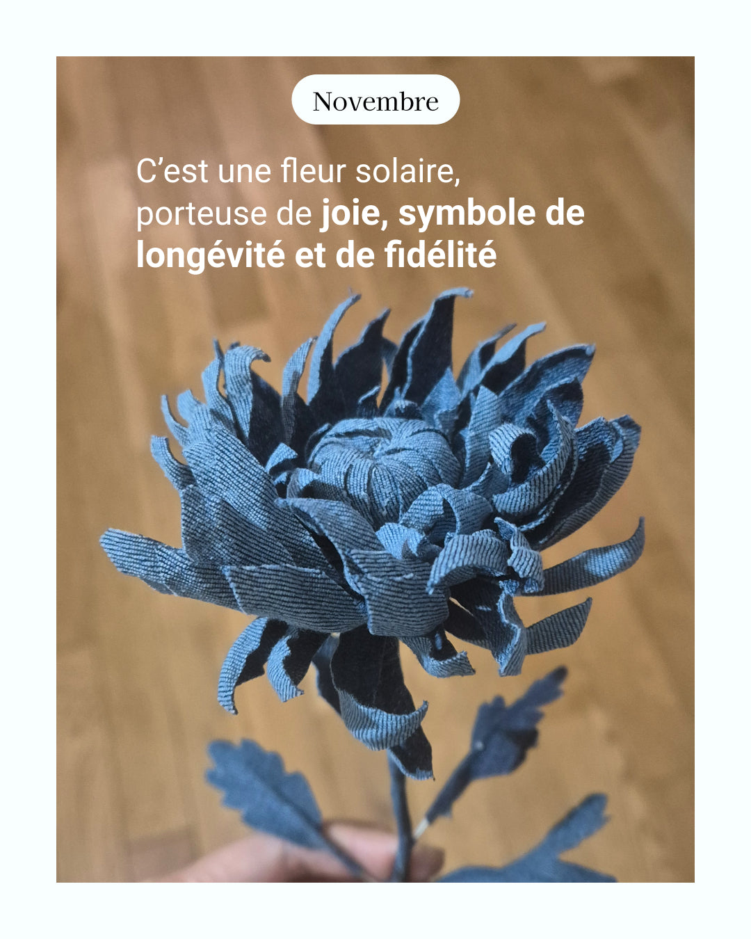 Chrisanthème - fleur de naissance de Novembre
