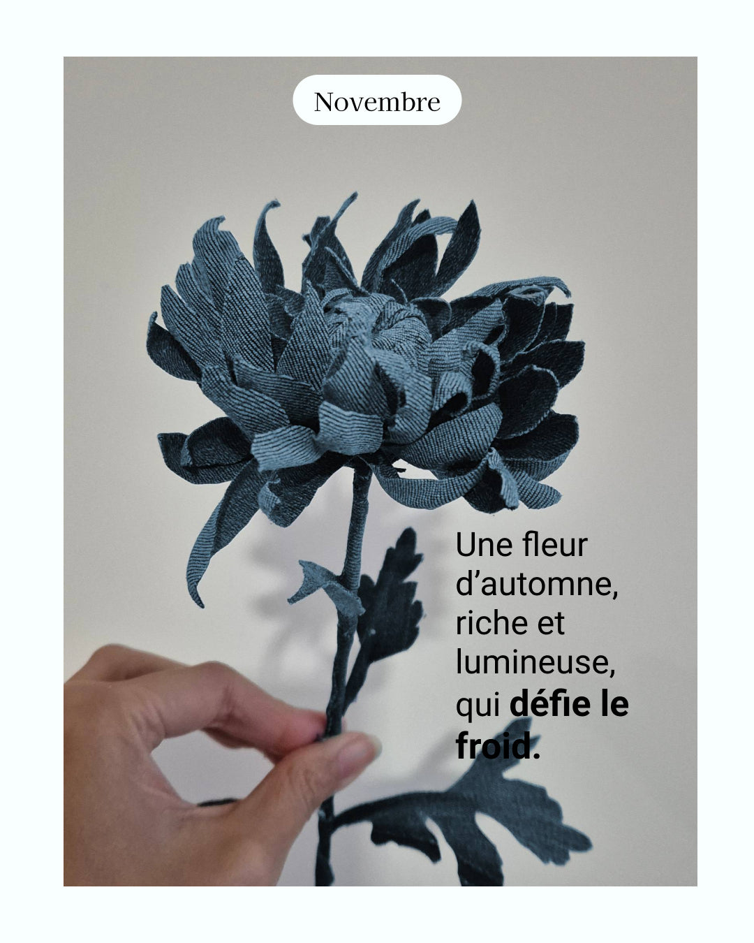 Chrisanthème - fleur de naissance de Novembre