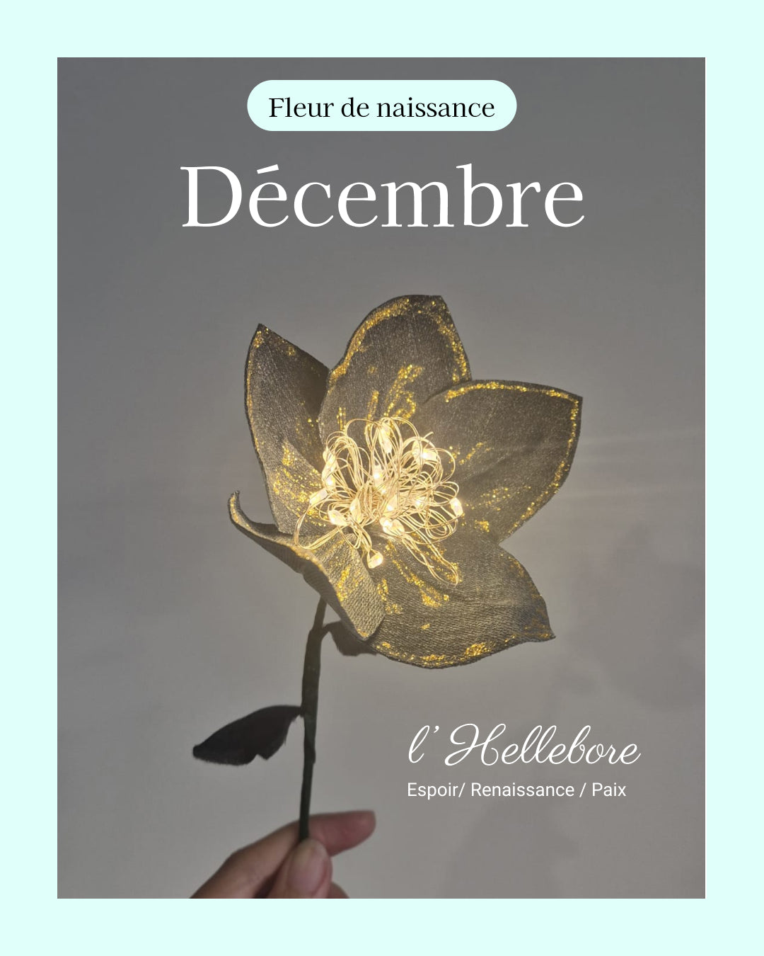 Hellebore - fleur de naissance de Décembre