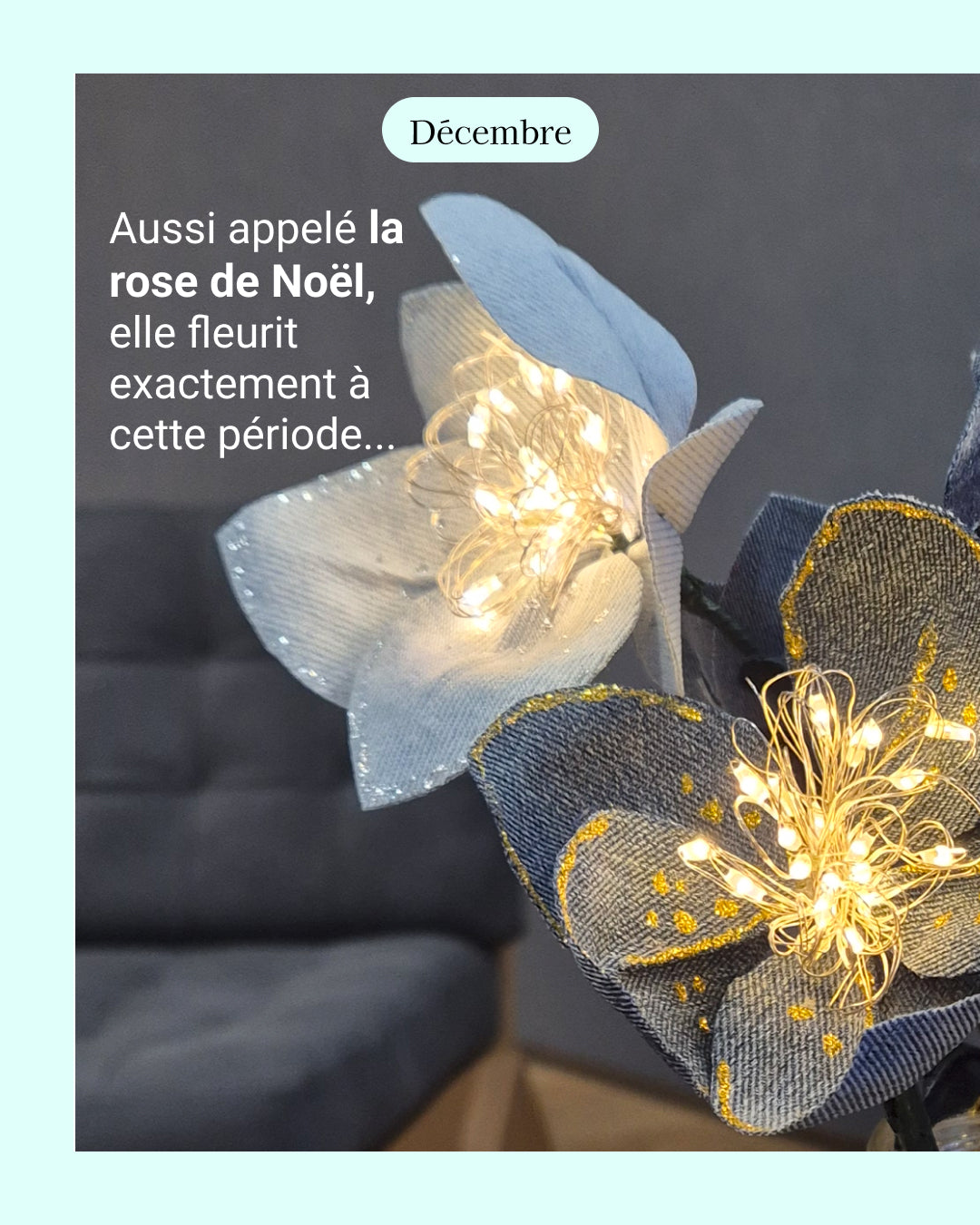 Hellebore - fleur de naissance de Décembre