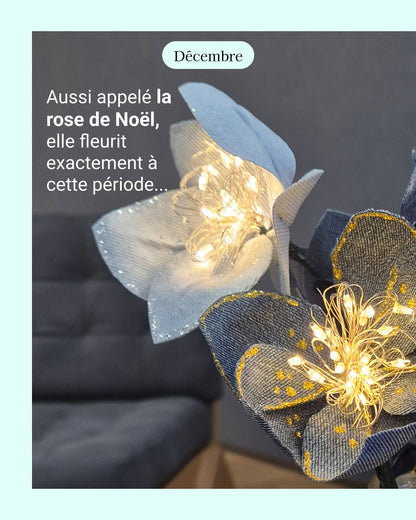 Hellebore - fleur de naissance de Décembre