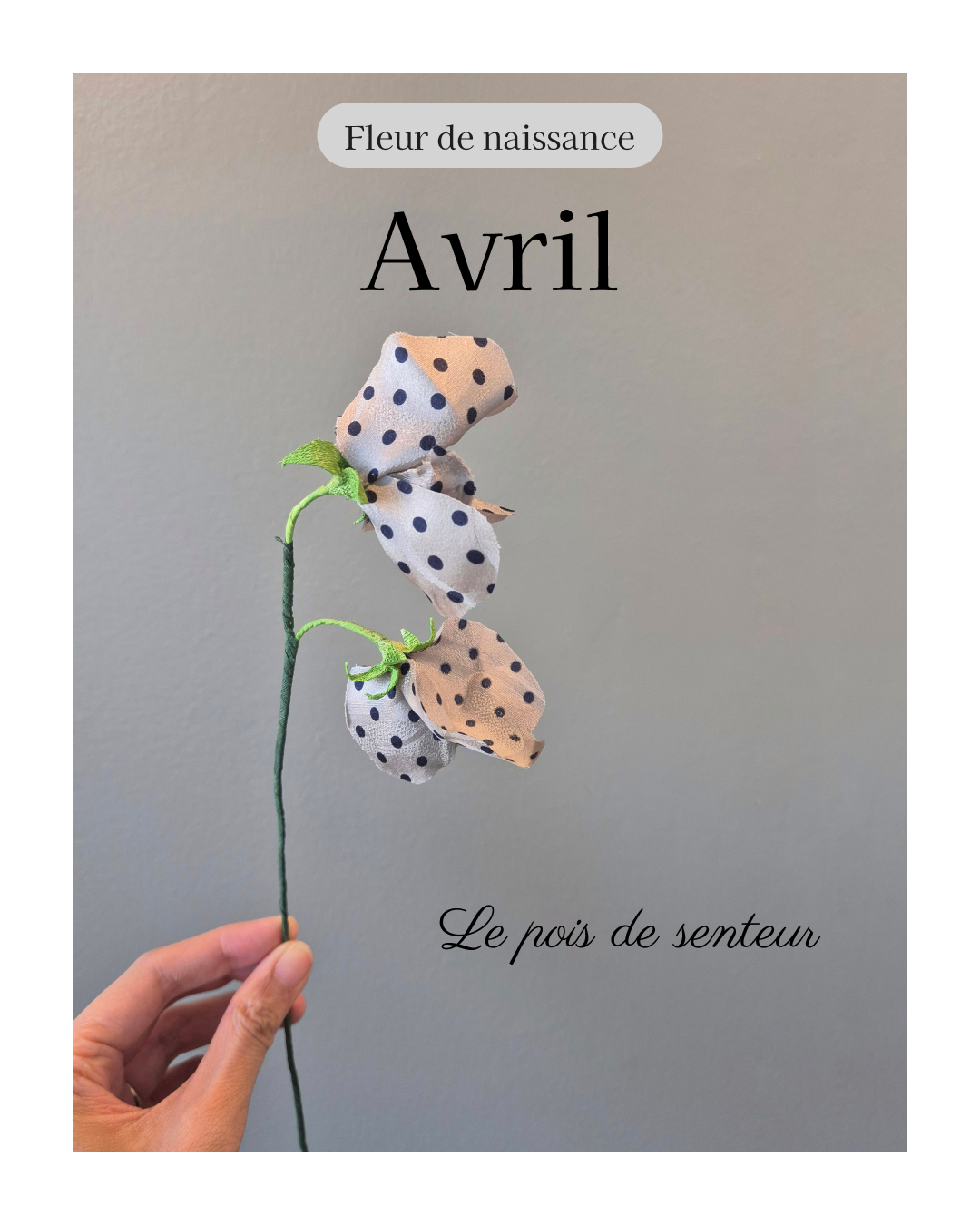 fleur de naissance du mois d'avril à partir de vêtement type cravate pour en faire un pois de senteur