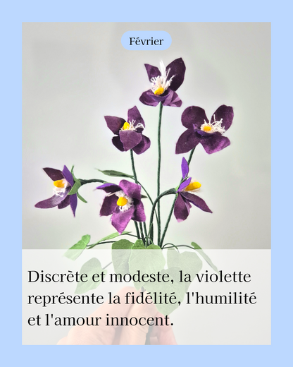 Violette - fleur de naissance de Février