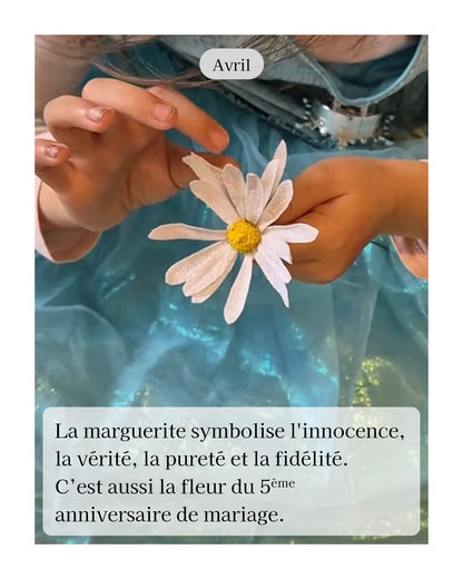 Marguerite - fleur de naissance d'Avril