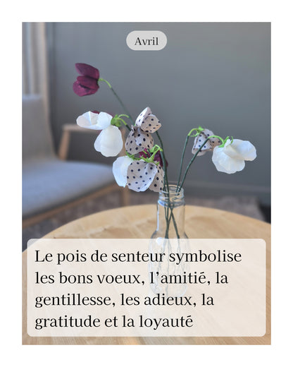 Pois de senteur - fleur de naissance d'Avril