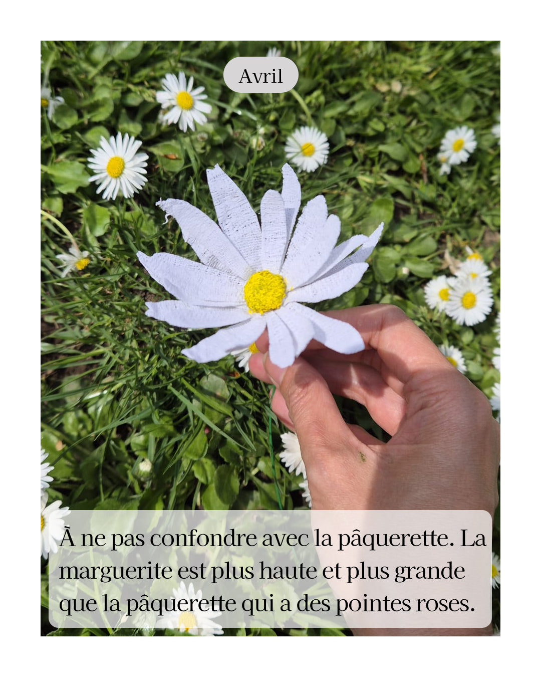 Marguerite - fleur de naissance d'Avril