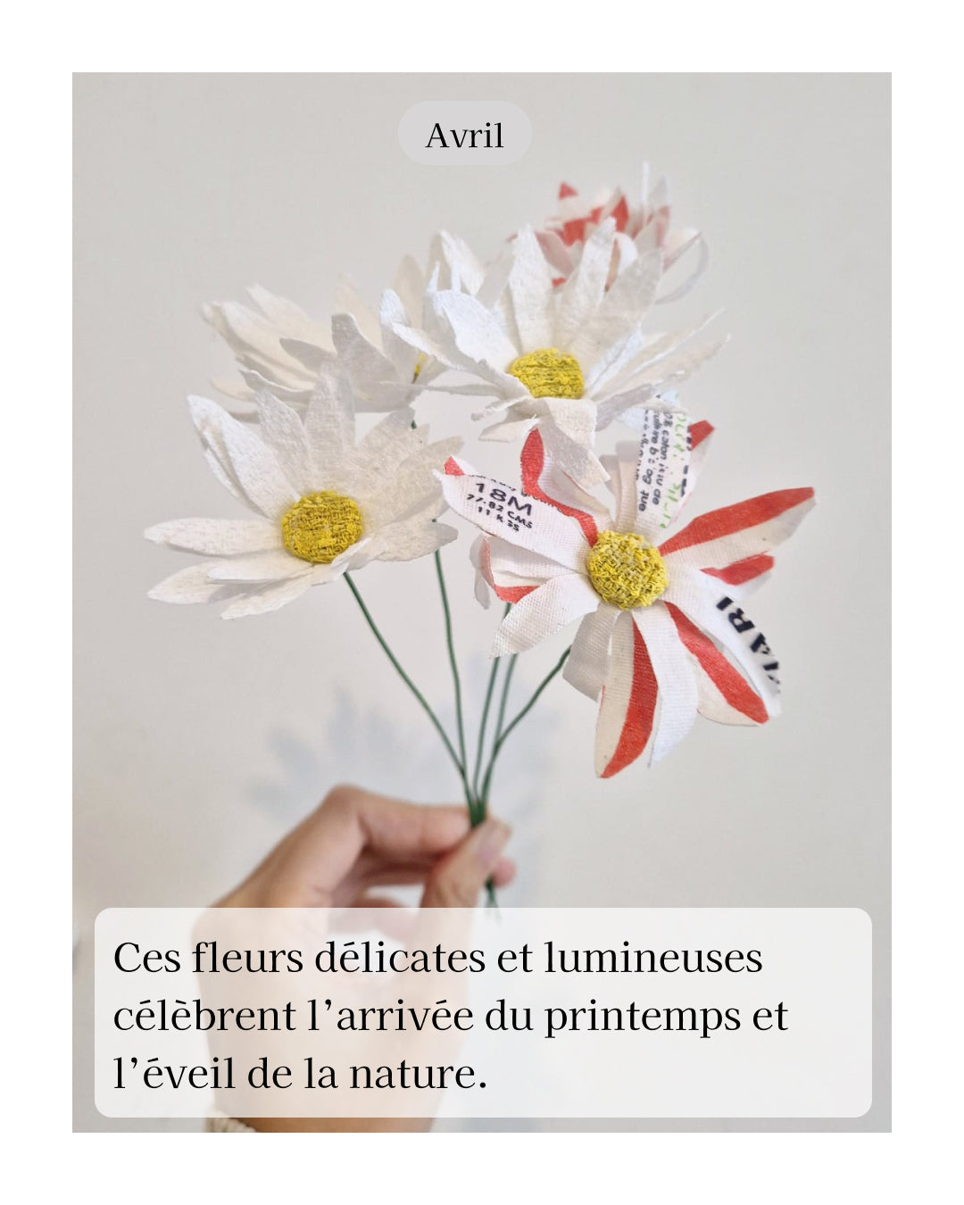 Marguerite - fleur de naissance d'Avril