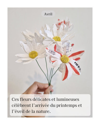 Marguerite - fleur de naissance d'Avril