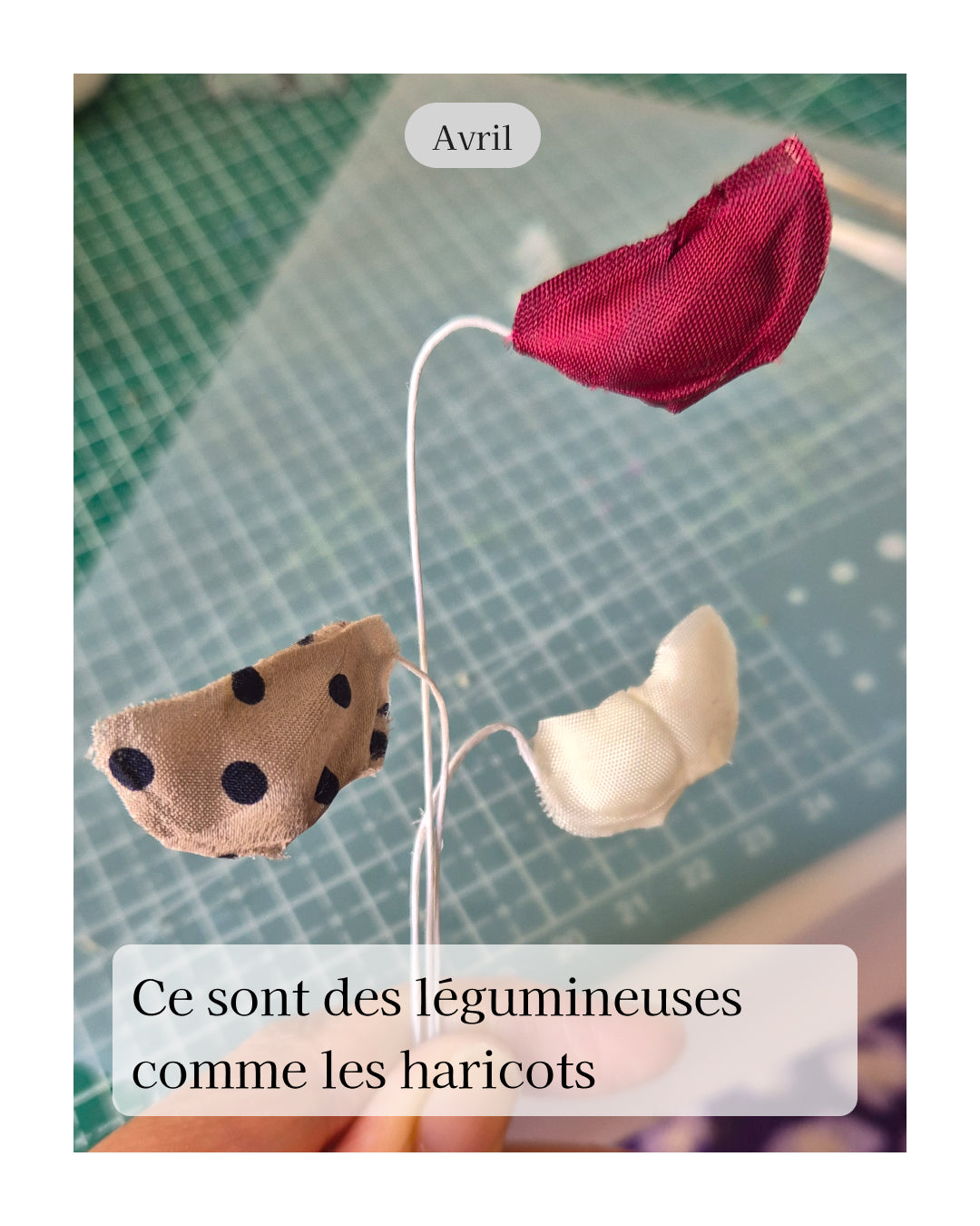 Pois de senteur - fleur de naissance d'Avril