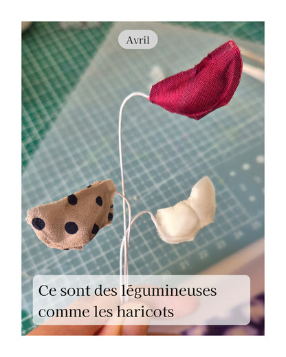 Pois de senteur - fleur de naissance d'Avril