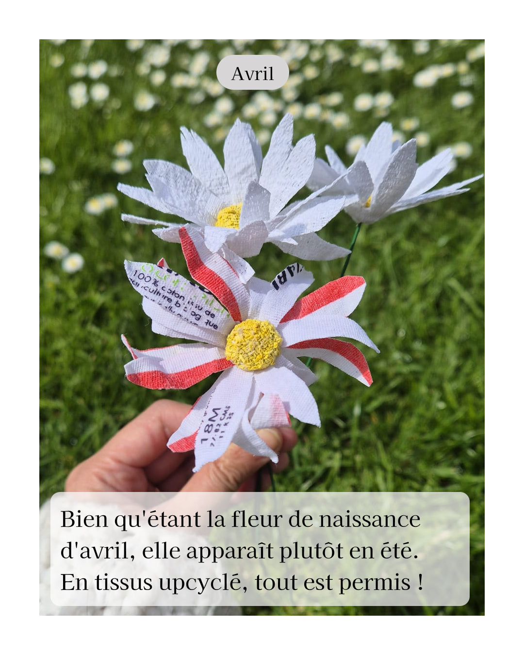 Marguerite - fleur de naissance d'Avril