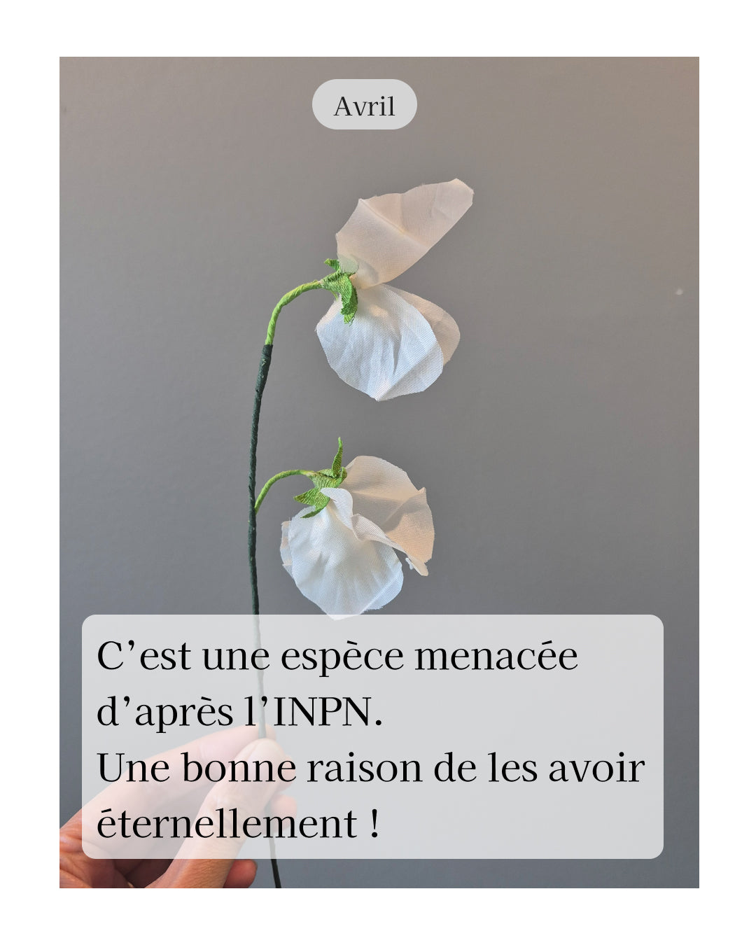 Pois de senteur - fleur de naissance d'Avril