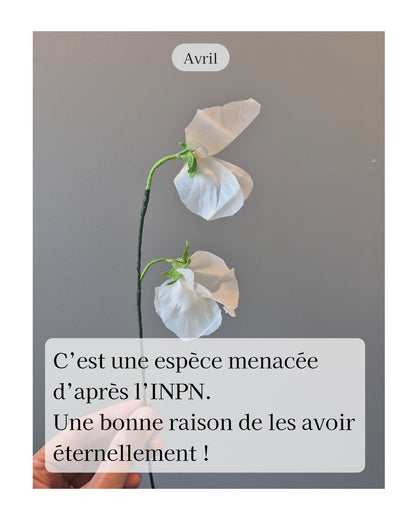 Pois de senteur - fleur de naissance d'Avril