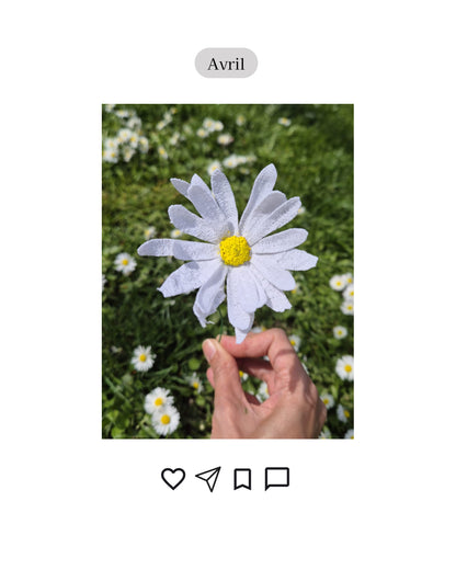 Marguerite - fleur de naissance d'Avril